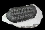 Large, Barrandeops Trilobite - Morocco #84529-2